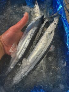 生秋刀魚